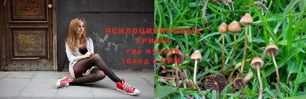 сатива Волоколамск